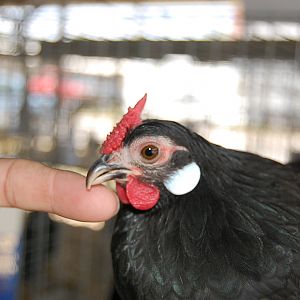 Grand Champion pullet