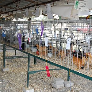 inside main poultry barn