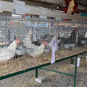 inside main poultry barn