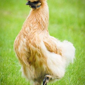 Silkie