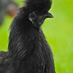 Silkie