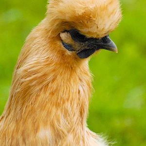 Silkie