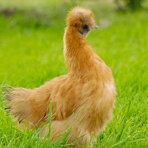 Silkie