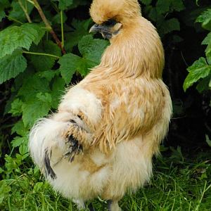 Silkie