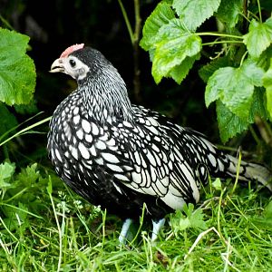 Silver pencilled Sebright