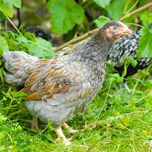 Gold Laced Wyandotte