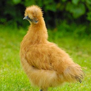Silkie