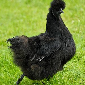Silkie