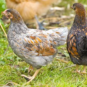 Gold and blue laced Wyandotte