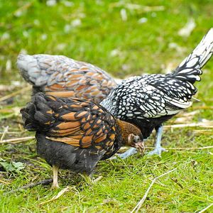 Gold and blue laced Wyandotte & Sebright