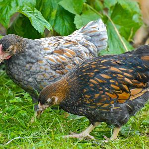Gold and blue laced Wyandotte