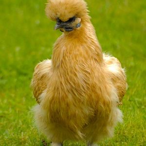 Silkie