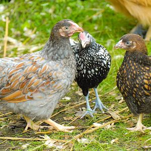 Gold and blue laced Wyandotte & Silver pencilled Sebright
