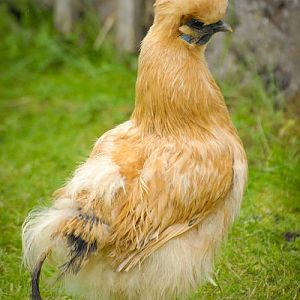 Silkie