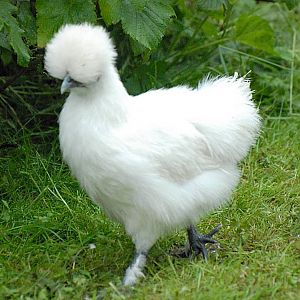 silkie