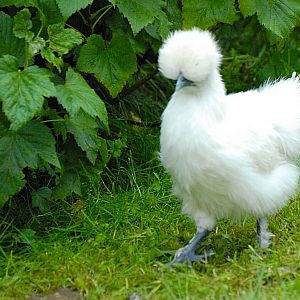 silkie