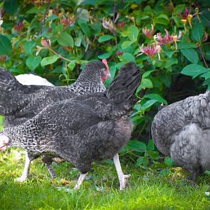 Speckledy & Bluebell