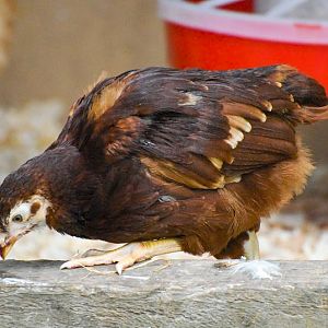 Rhode Island Red