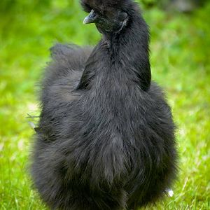 Silkie