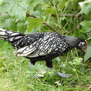 Silver penciled Sebright