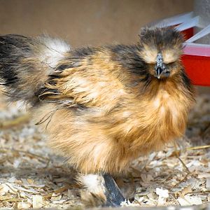 Silkie