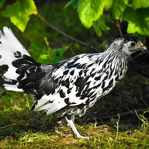 Silver Spangled Hamburg