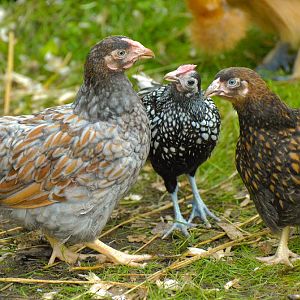 Gold and blue laced Wyandotte & Sebright
