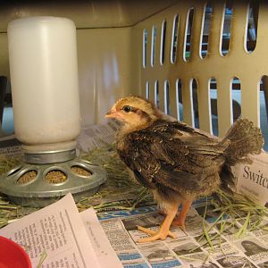 At 2 weeks old.