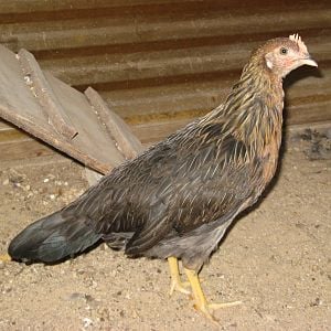 Chicky Girl at 2 months of age.  Supposedly Ameracauna but really an EE.  And supposedly a pullet - waiting to see for sure.