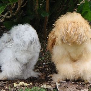 Aren't their fuzzy butts the cutest thing?