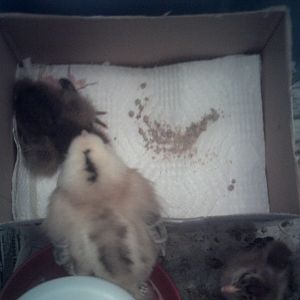 Mr. Biggs watching over sick baby