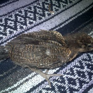 Pullet 2 1 month old