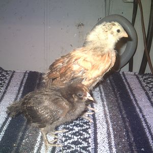 Mr. Biggs & Weeble (she's so little, about half the size of the others)