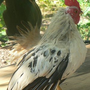 Hatched April, 2012