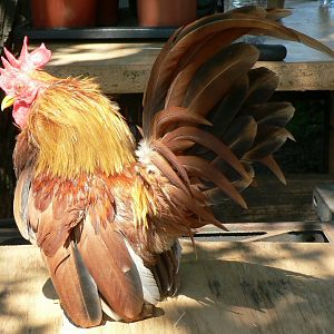 The little red Rooster 4 Years Old. Retired