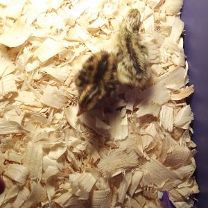 My first Hatch Of coturnix quail