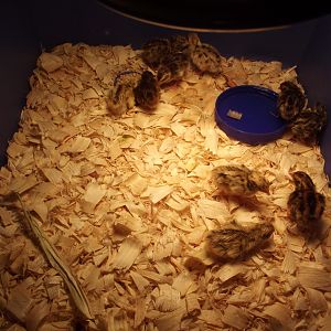 My first Hatch Of coturnix quail