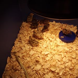 My first Hatch Of coturnix quail