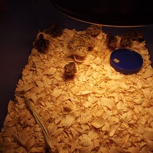 My first Hatch Of coturnix quail