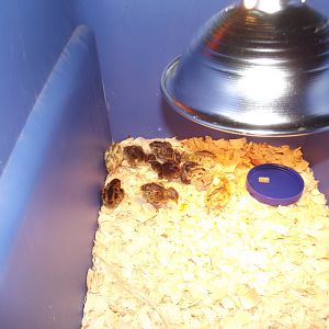 My first Hatch Of coturnix quail