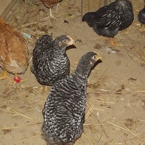 My Pullets