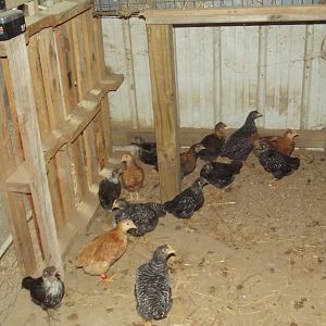 My Pullets