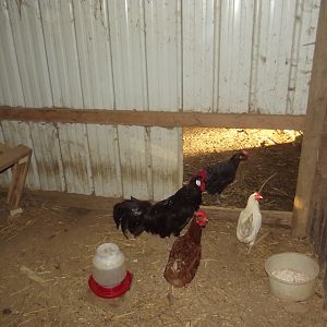 My Black Minorca Rooster