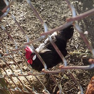 Black Minorca Rooster