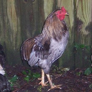 I enjoy watching my araucanas, 8 hens, 3 roosters, this one is the feisty one. It would be nice if people would be more careful with representing their chickens. It is not that hard to figure out the differences. Araucana, Ameraucana, and EE, Americana.