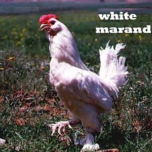 WHITE AZERBAIJAN 
MARAND