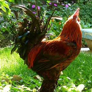 RED AZERI ROOSTERS