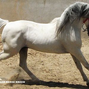 AZERBAIJAN HORSE
(URMIA AFSHAR HORSE BREED)