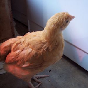 Here is my pullet, Butter, about maybe around 6 weeks old just outside the brooder.