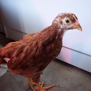 This one is D.C. a Rhode Island Red around 6 weeks.
